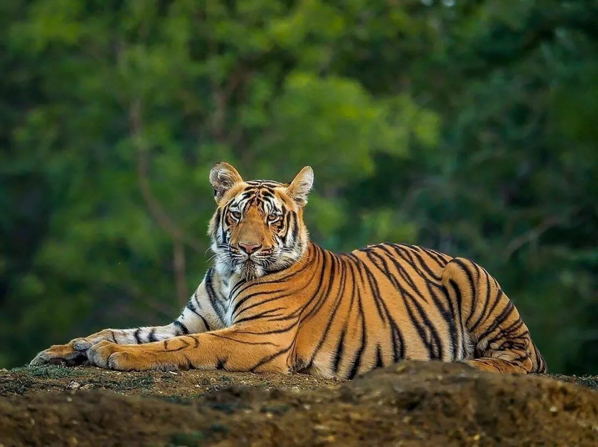 Sundarban Tourism