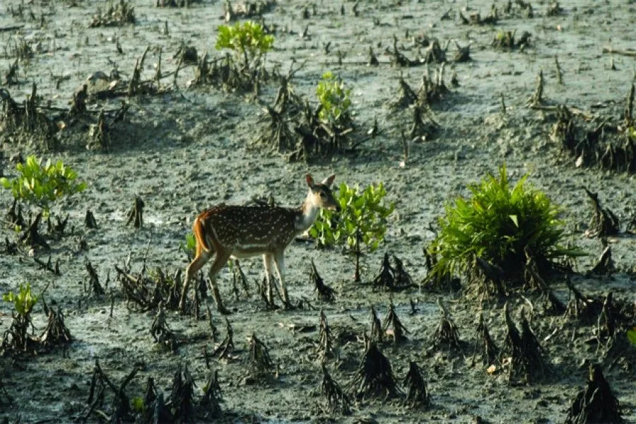 Best Sundarban Tour Package West Bengal
