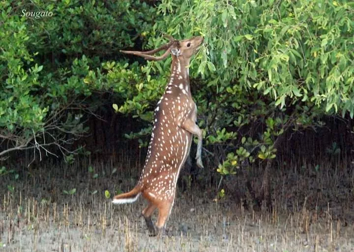 Best Sundarbans Tour Package from Mumbai