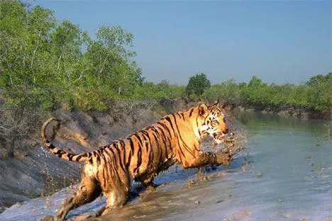 Best Tour Operator at Sundarban