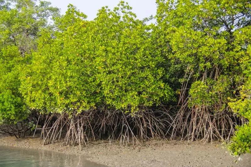 Best Sundarban Tour From Kolkata