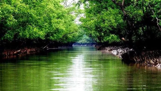Discover the Wonders of Sundarbans on a Budget: Exclusive Tour Packages and Unbeatable Prices