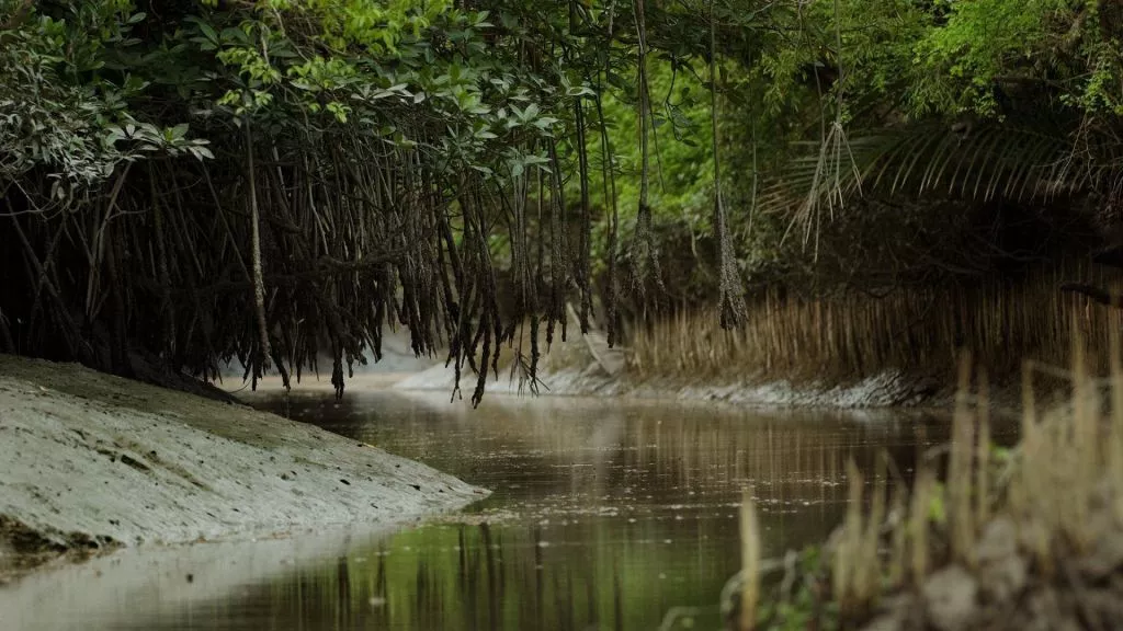Escape To Nature: Why A Sundarban Trip From Kolkata Is A Must-Do In 2023!