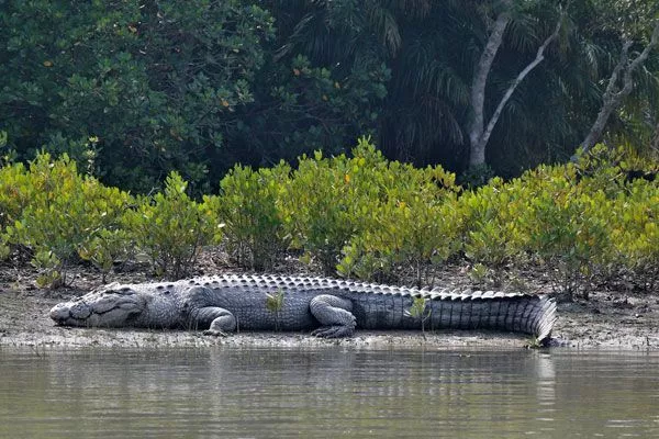 Get the Ultimate Wildlife Experience in Sundarban