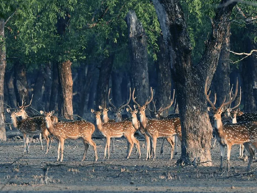 Here’s What You Should Know About The Sundarban Tourism Package