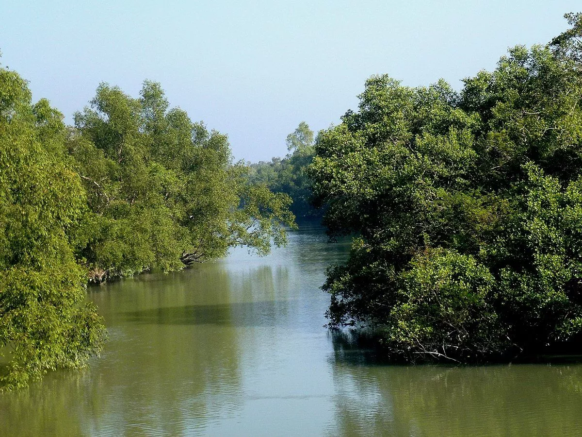 Sundarban in Winter: When Nature Whispers, 