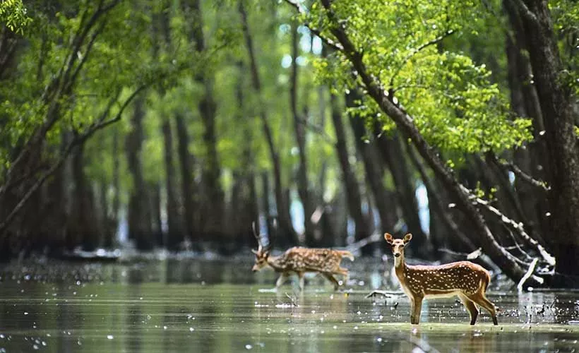 What Factors To Consider When Planning A Sundarban Tour From Kolkata?