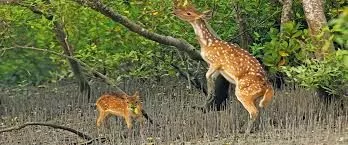 Booking of Sundarban day tour