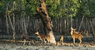 Booking of Sundarban Natiobnal Park Package