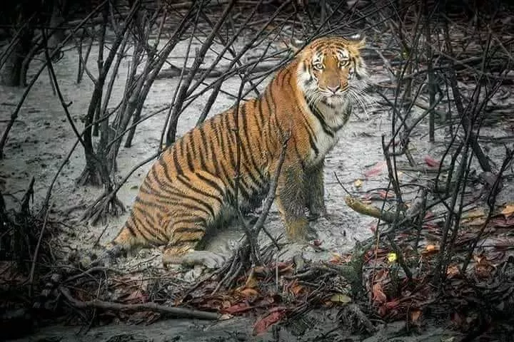Cost of Sundarban Weekend Tour 