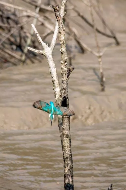 Cost of Sundarbans Luxury Tour from Kolkata