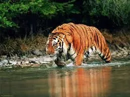 Cost of West Bengal Sundarban Tour 