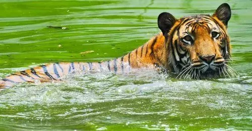 Day Trip to Sundarban