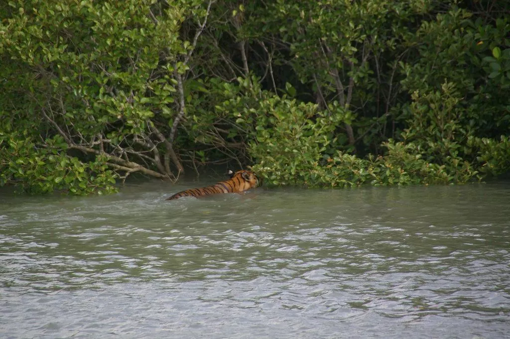 One night two days Sundarban National Park Tour