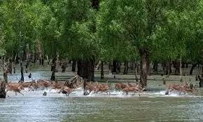 Online booking of Sundarbans Tour 
