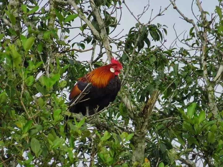 Price of Sundarbans Family Packages from Canning