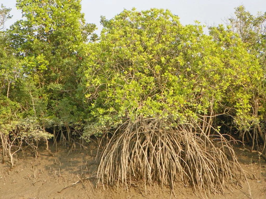 Sundarban Family Package from Mumbai