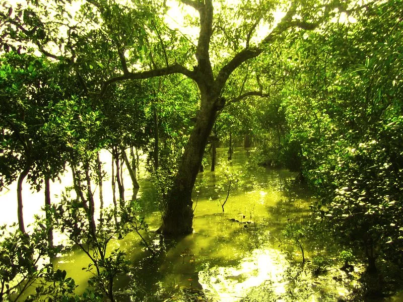 Sundarban Family Tour from Delhi