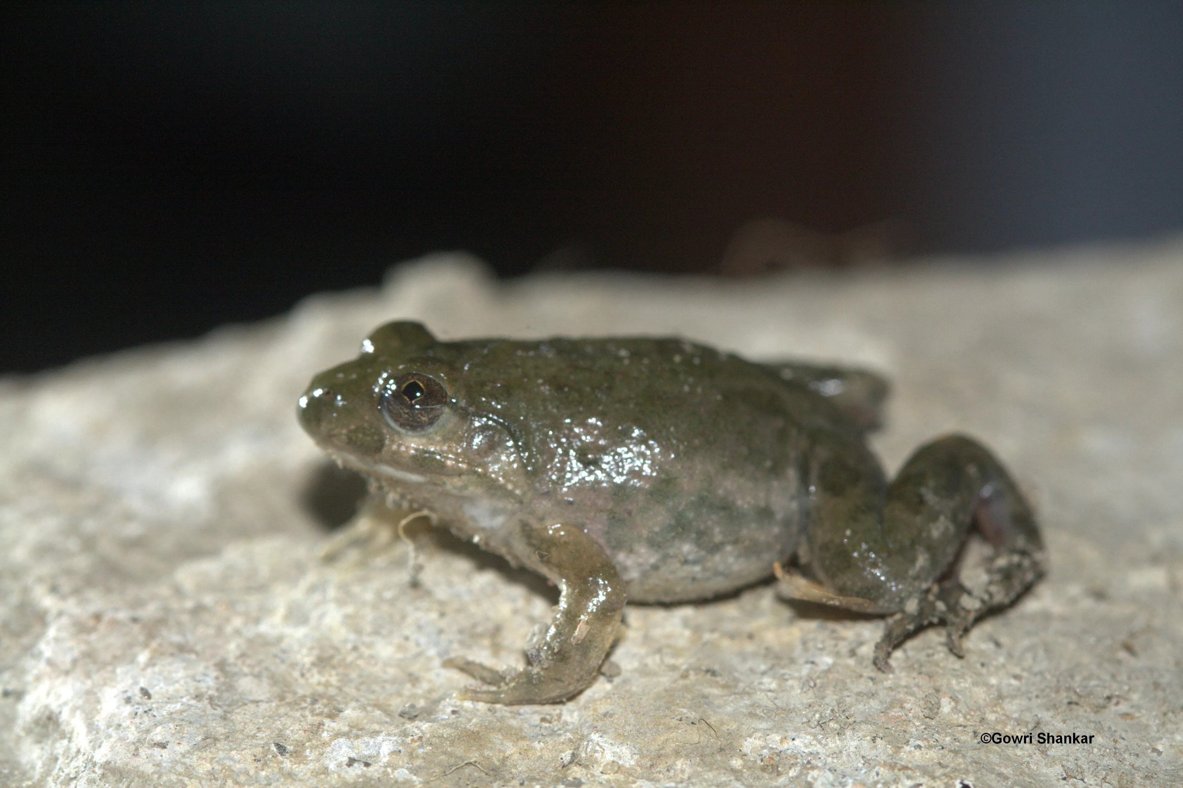 Frog at Sundarban
