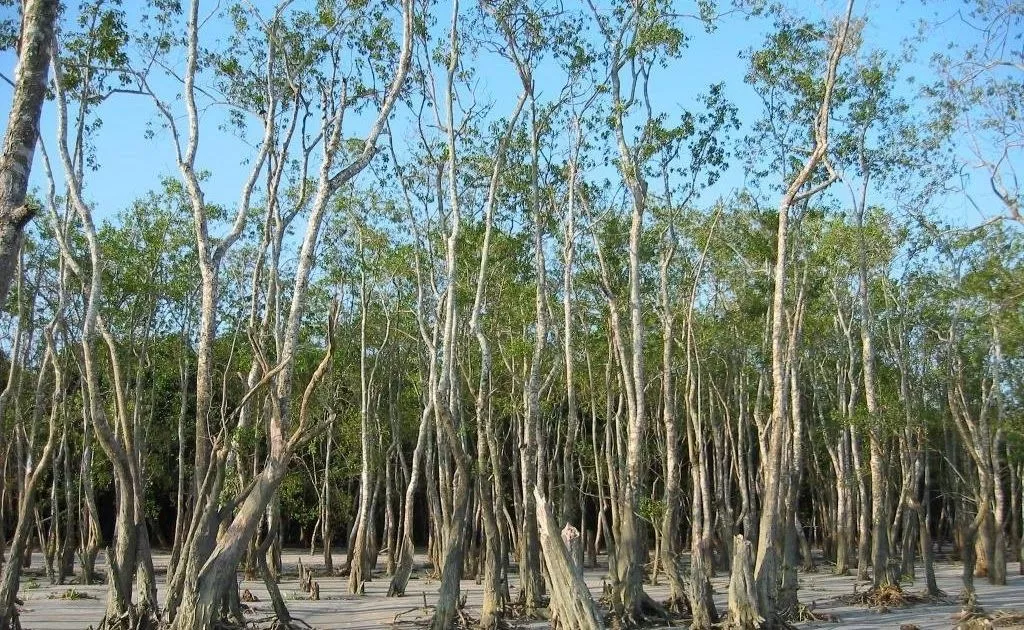 Sundarban Flora