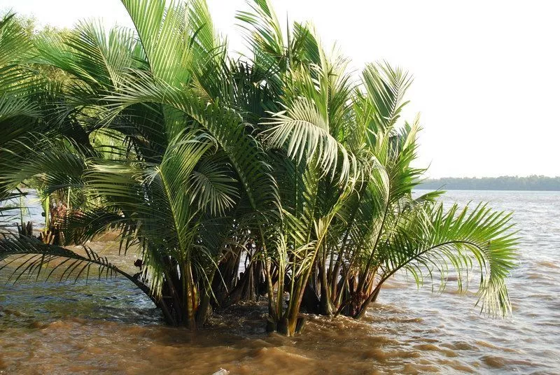 Sundarban Holiday Package cost from Mumbai