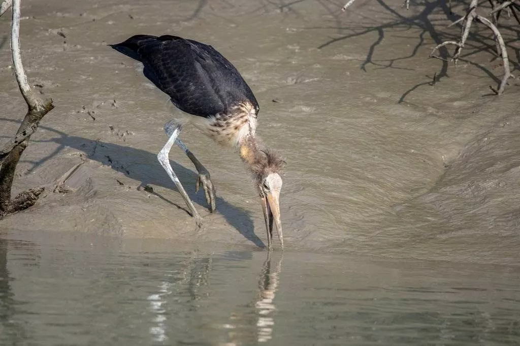 Sundarban Luxury Package Tour from Chennai