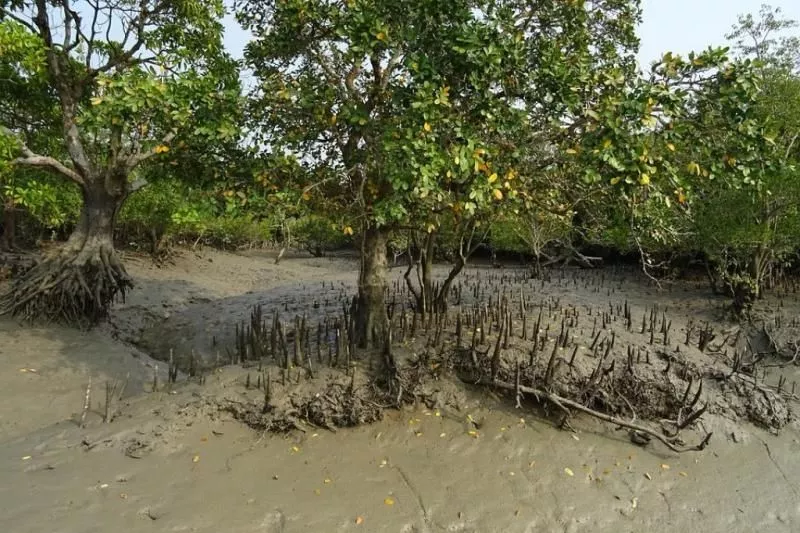 Sundarban National Park Tour