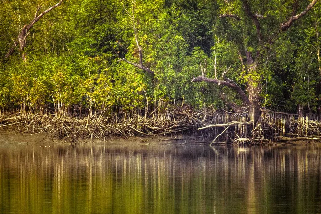 Sundarban Special Trip from Gothkhali
