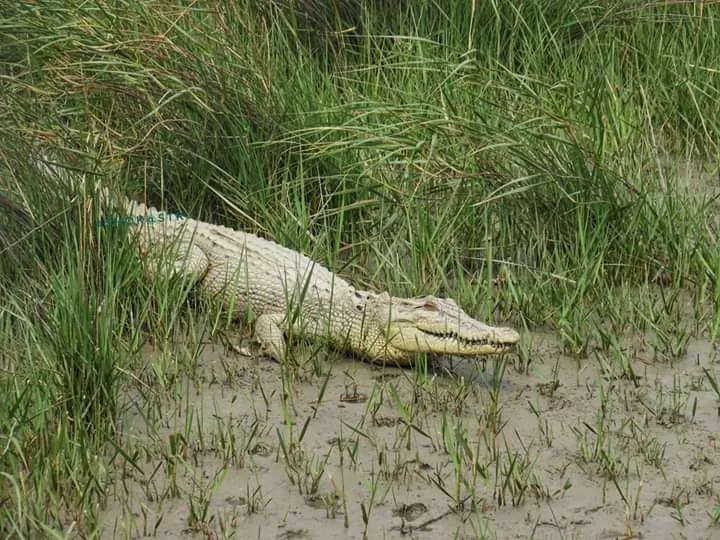 Sundarban tour package 2 nights 3 days