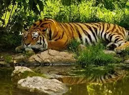 Sundarban Weekend Jungle Safari from Gothkhali
