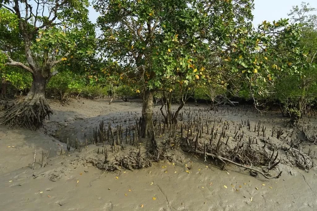 Sundarban Wildlife Package Cost