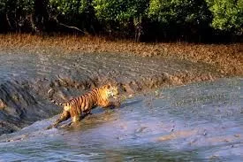 Sundarban Wildlife Trip by Boat Crusie