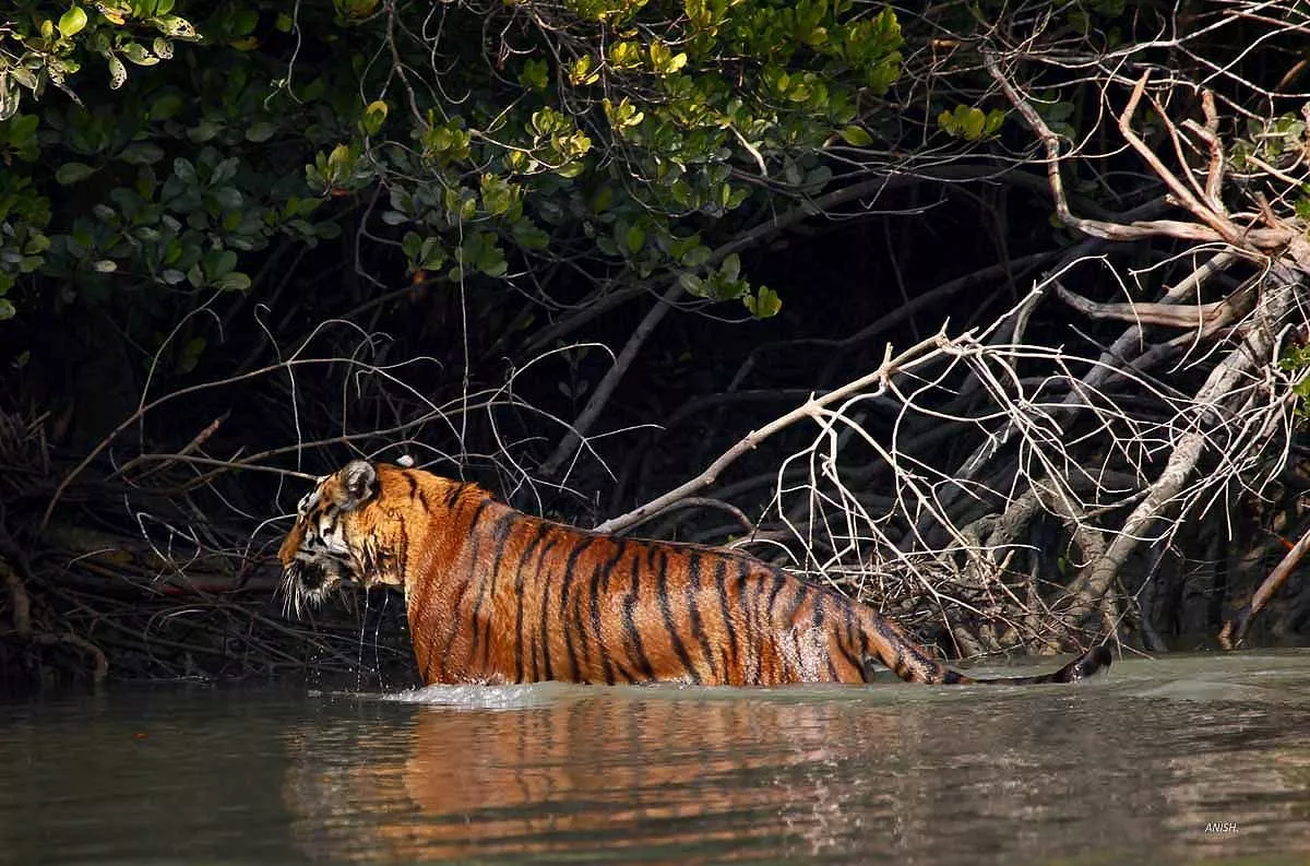 Roral Bengal Tiger