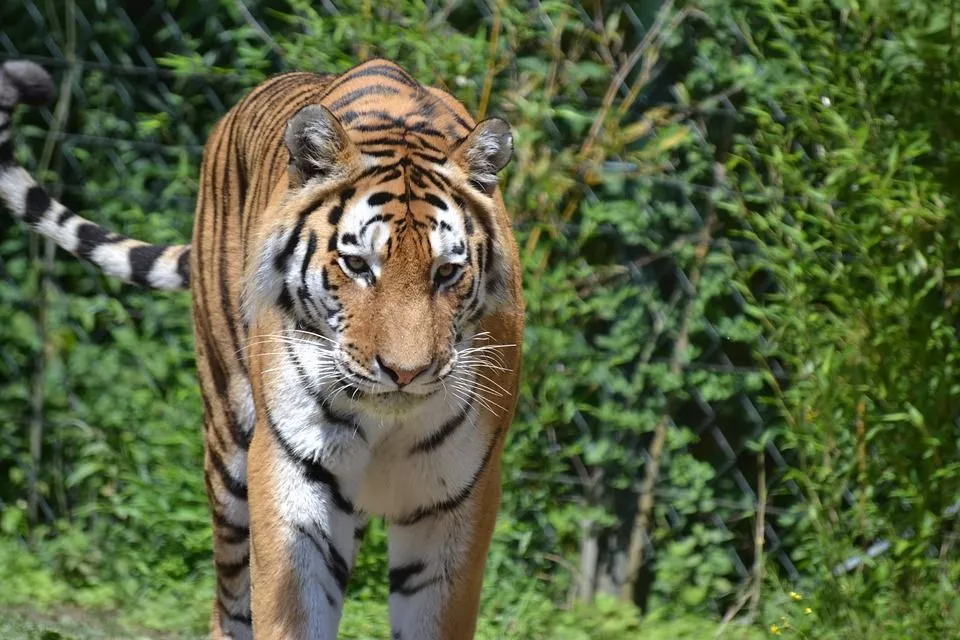 Sundarbans Crusie Booking