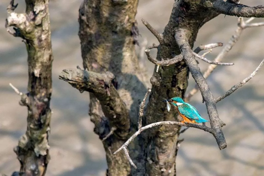 Sundarbans Forest Package from Chennai