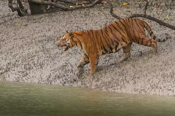 Sundarbans Forest Package from Mumbai
