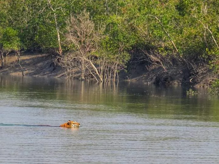 Sundarbans Forest tour from Canning