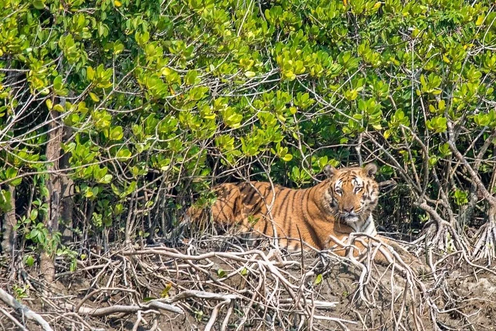Sundarbans Forest Tour Package from Mumbai