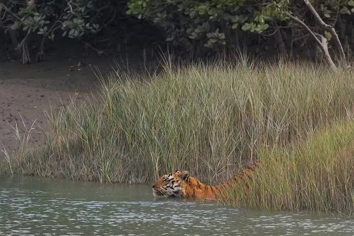 Sundarbans Holiday Packages from Gothkhali