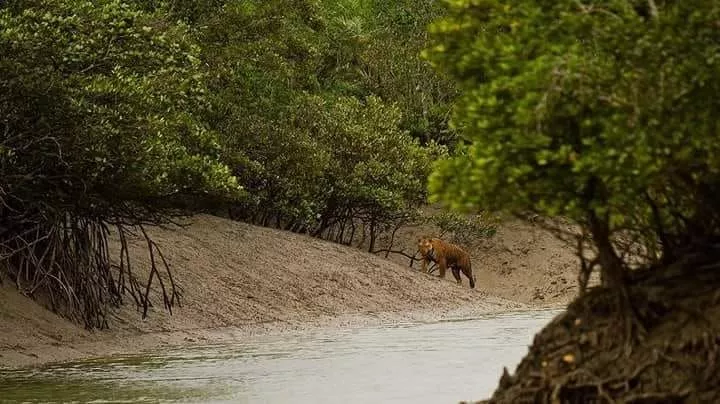 Sundarbans Luxury Package Tour from Kolkata