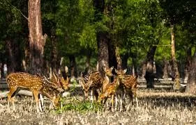 Sundarbans National Park Visit for 3 days