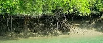 Sundarbans Package Tour Operator 