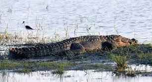 Sundarbans Trip from Chennai