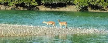 Sundarbans Trip from Mumbai