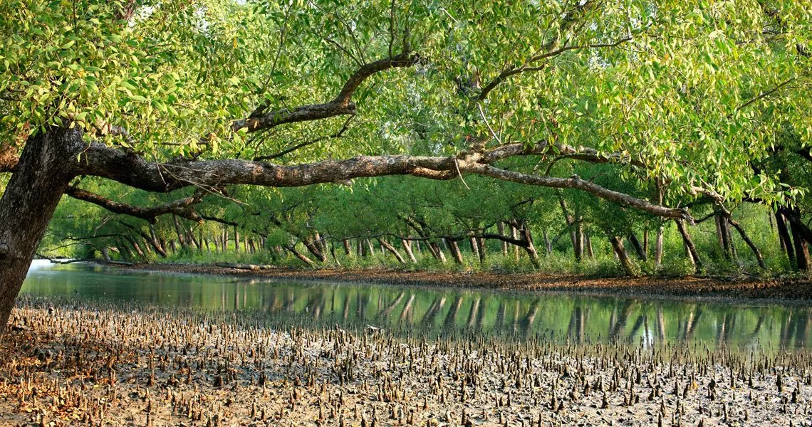 Sundarbans Weekend Destination from Chennai 