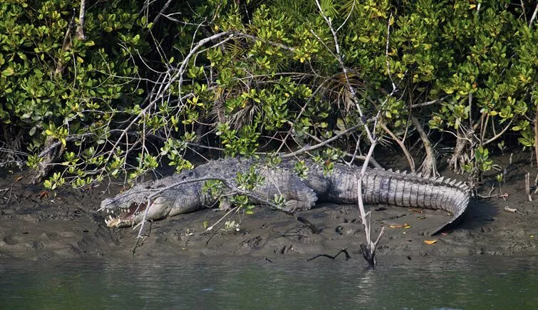 Sundarbans Wildlife Tour for 4 days