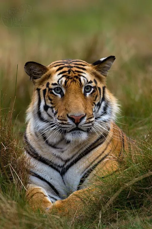 Sundarbans Wildlife Tour Price