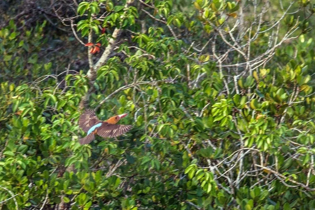 Sunderban Forest Tour Package from Chennai