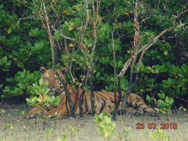 Sunderban Luxury Tour Package