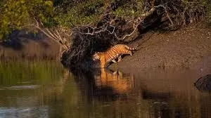 Sunderban Package Tour by Crusie
